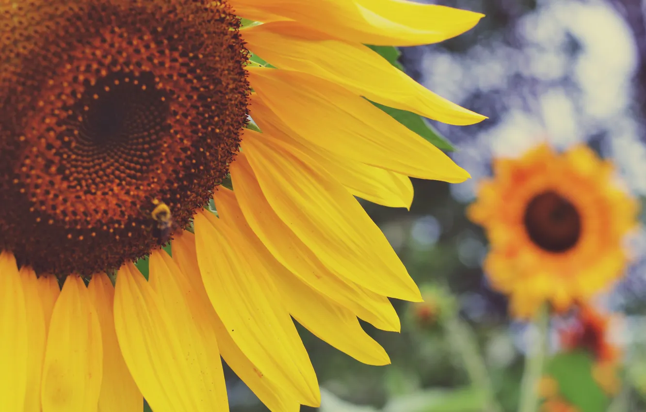 Photo wallpaper sunflowers, flowers, yellow, petals