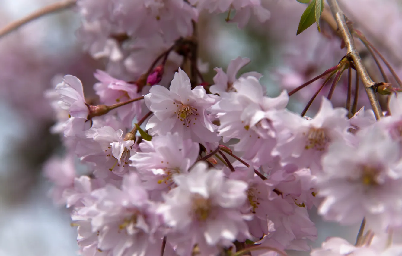 Photo wallpaper flowers, tenderness, spring