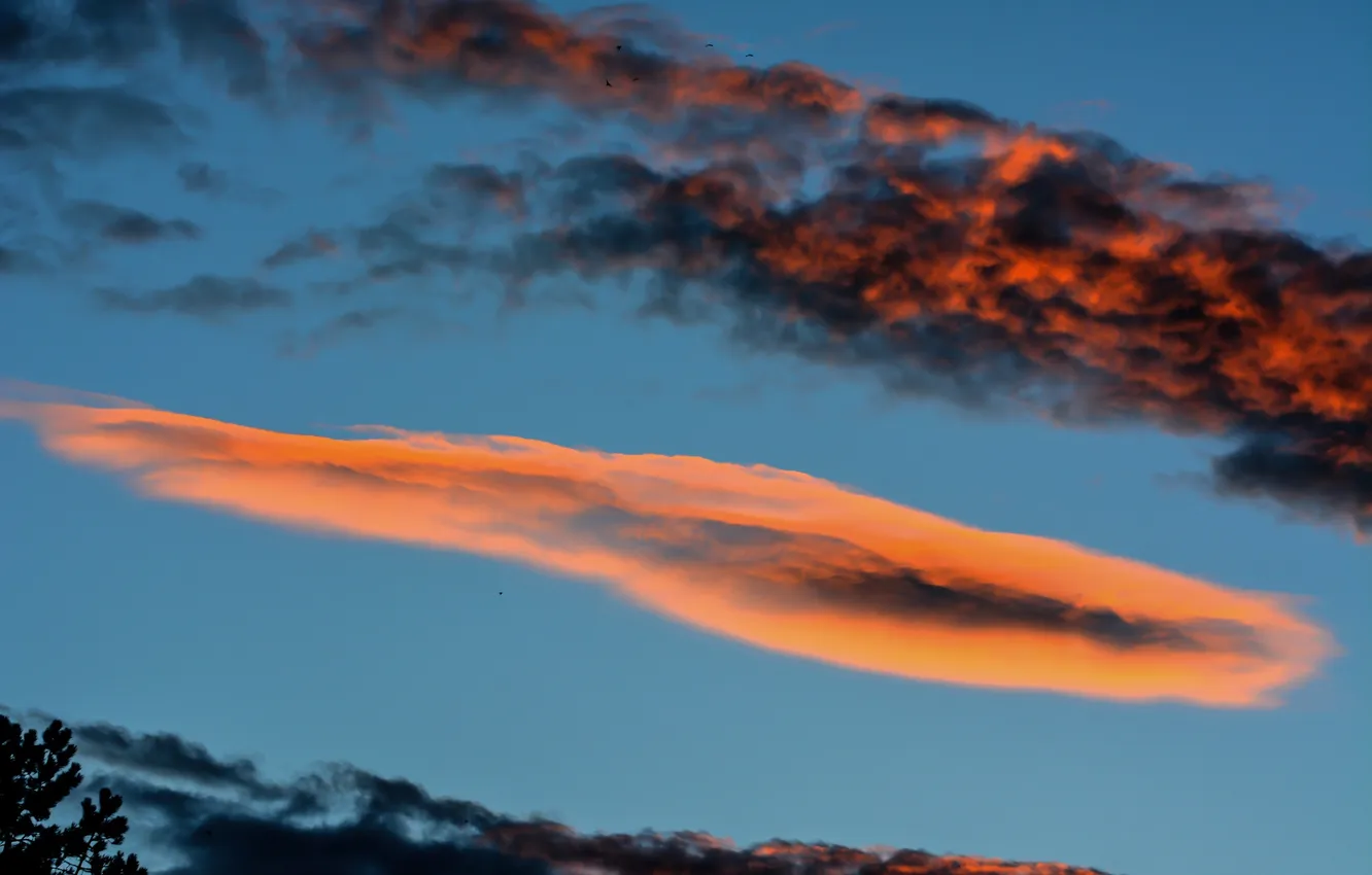 Photo wallpaper the sky, clouds, trees, silhouette, glow