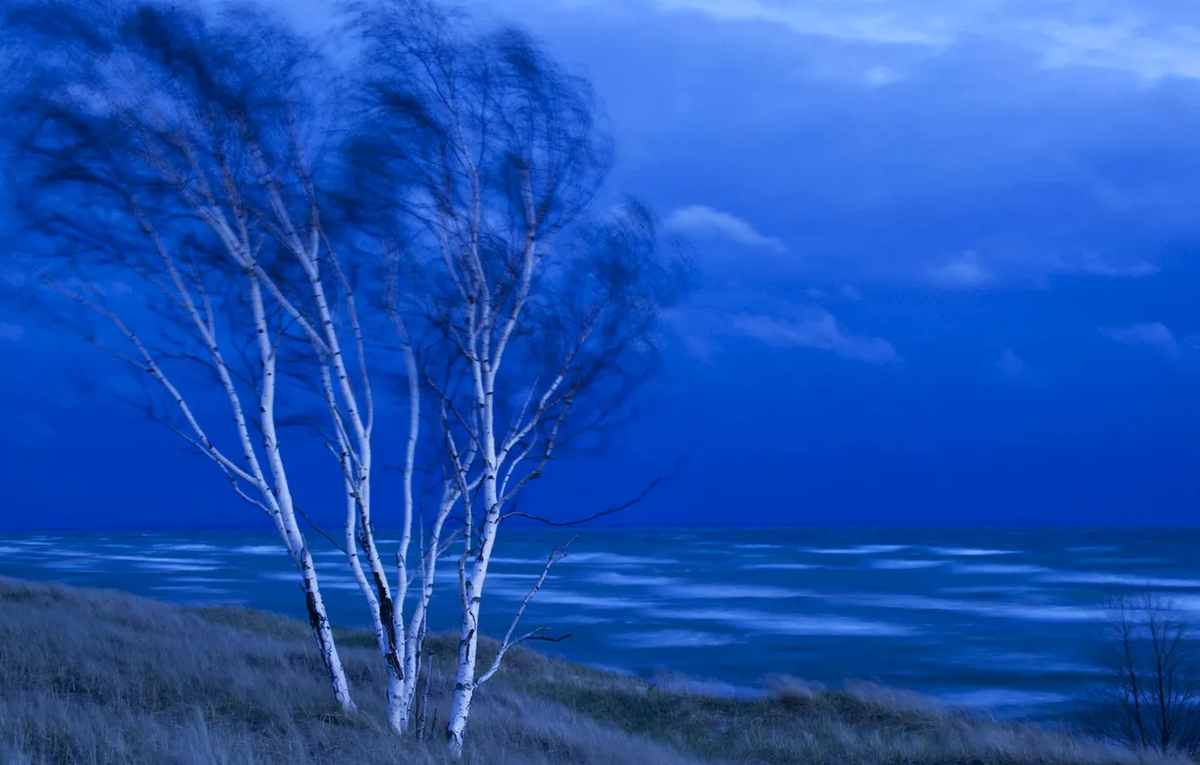 Photo wallpaper sea, the sky, trees, clouds, the wind, the evening, birch