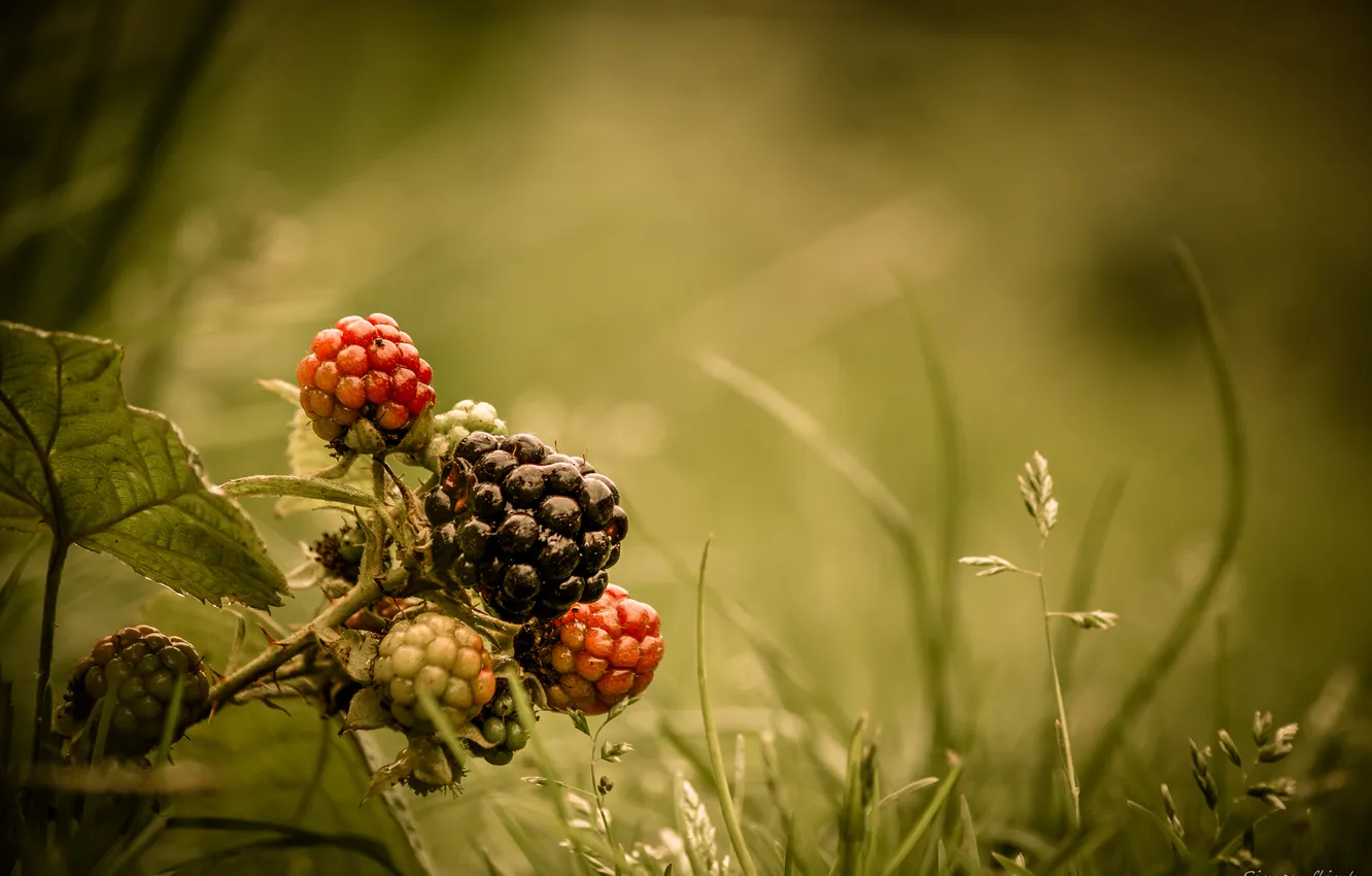 Photo wallpaper grass, berry, forest, BlackBerry