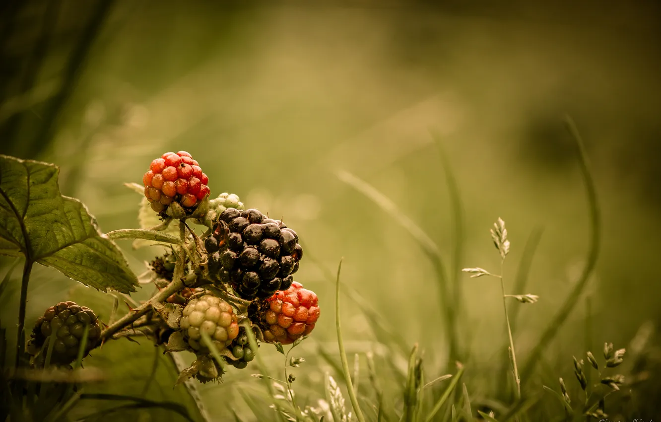 Photo wallpaper grass, berries, BlackBerry, forest