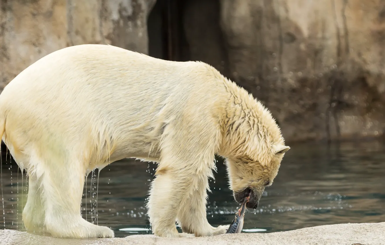 Photo wallpaper water, wet, fish, polar bear, bokeh, mining, catch