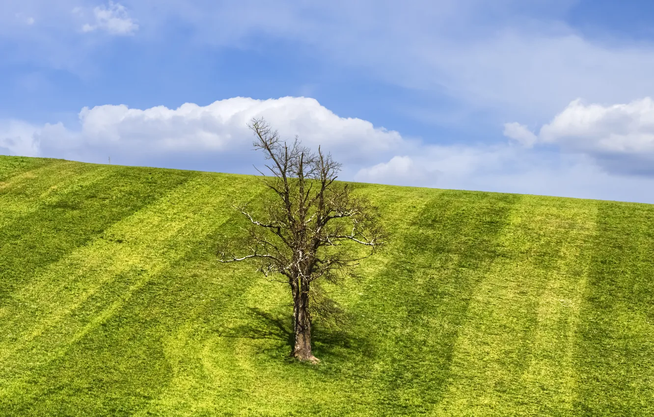 Photo wallpaper field, the sky, trees