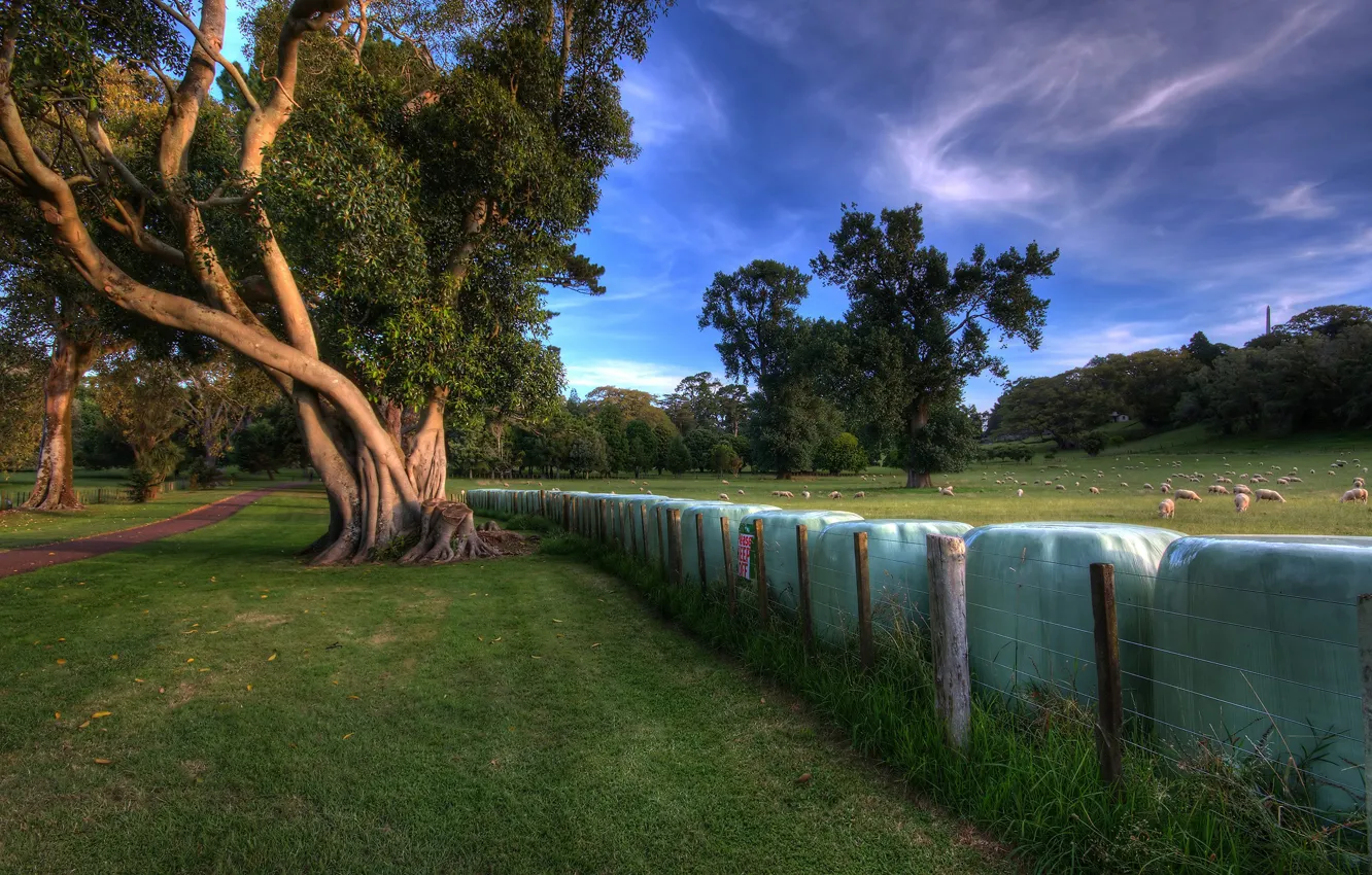 Photo wallpaper Trees, Fence, Meadow