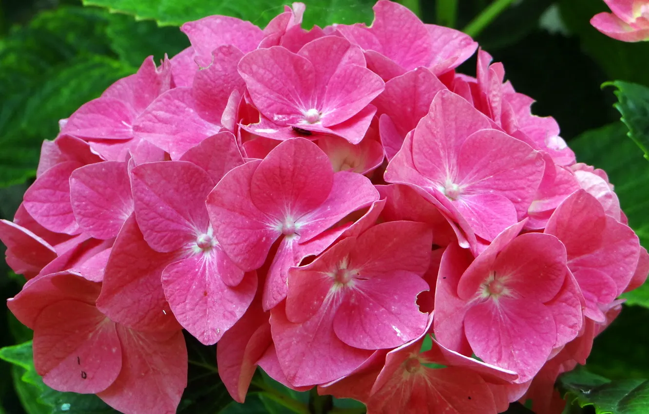 Photo wallpaper close-up, inflorescence, pink hydrangea