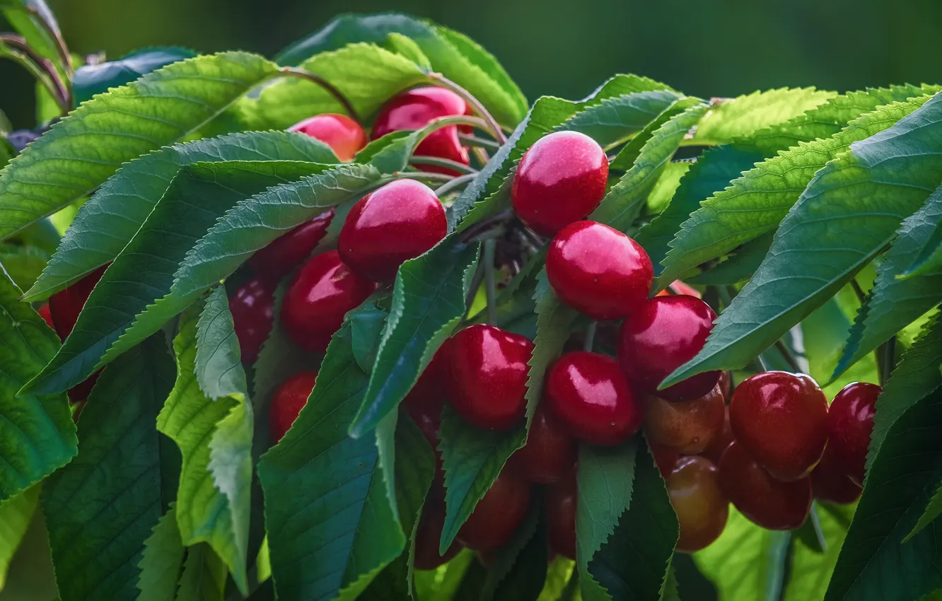 Photo wallpaper leaves, branches, berries, cherry