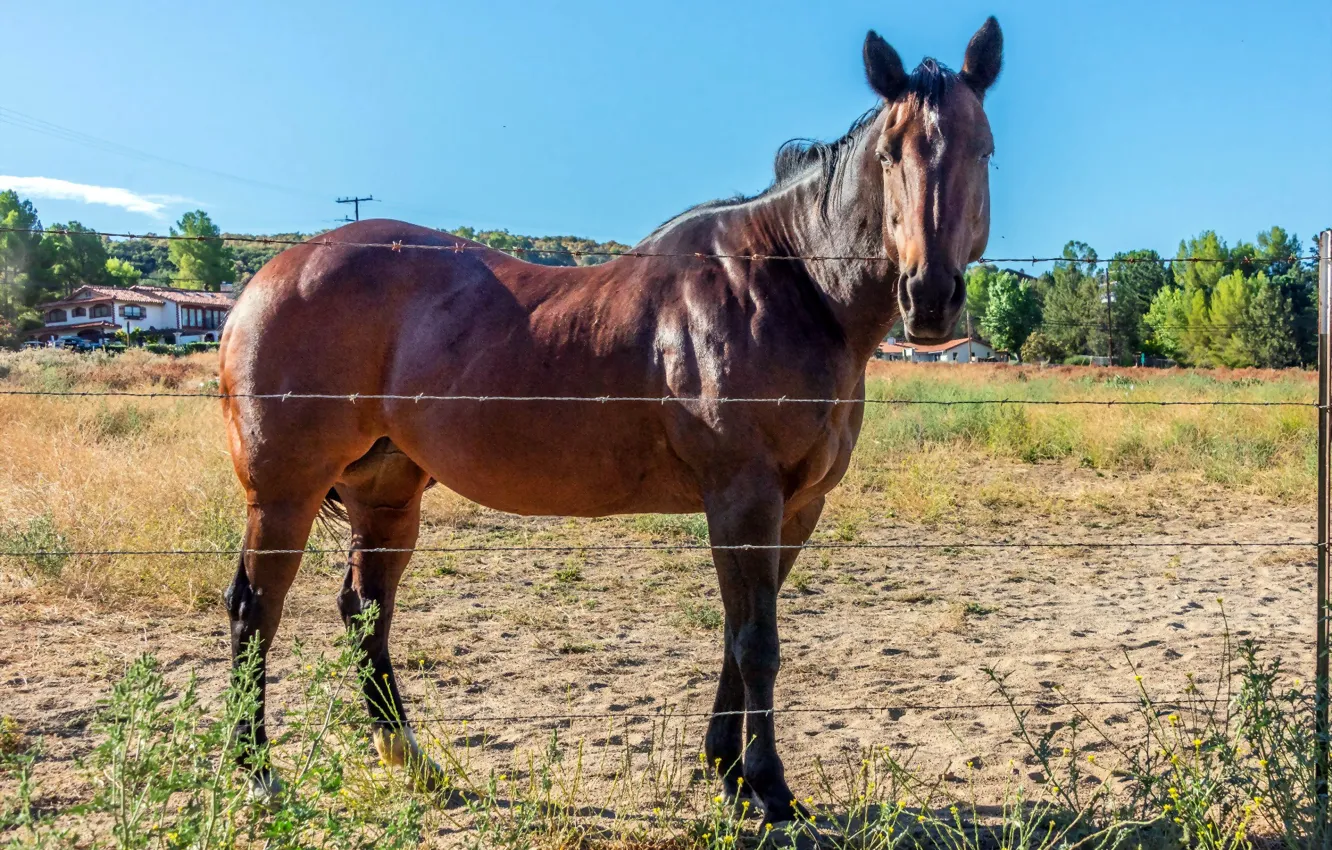 Photo wallpaper horse, barbed wire, corral