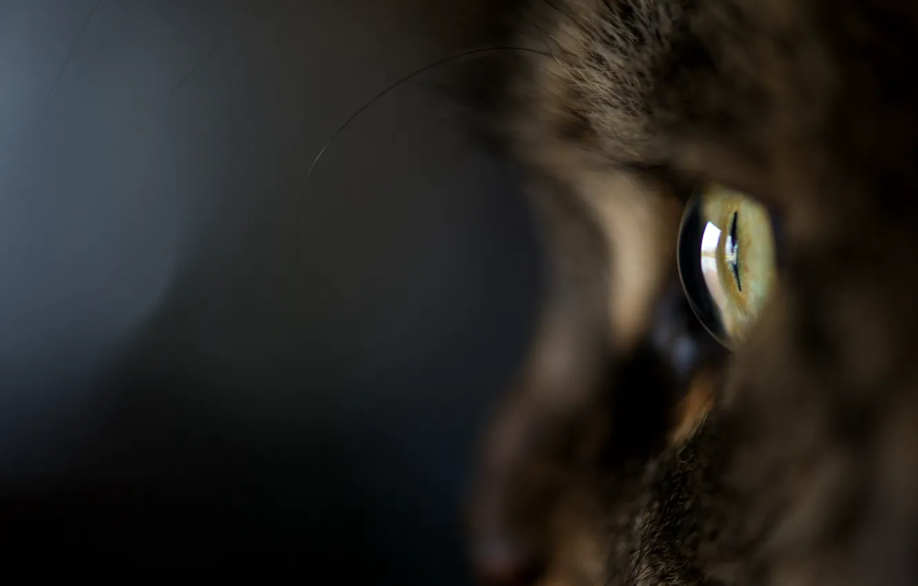 Photo wallpaper cat, cat, macro, eyes, the dark background, wool, Kote