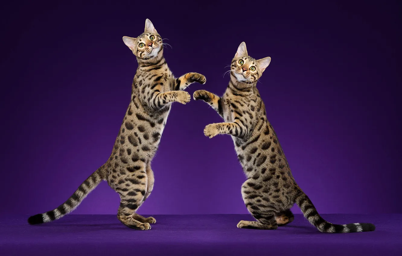 Photo wallpaper cat, cat, cats, pose, the dark background, jump, cats, legs