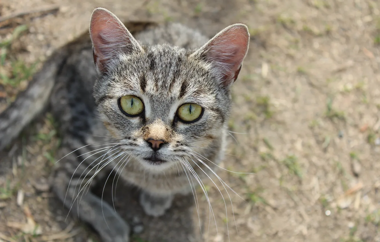 Photo wallpaper cat, animal