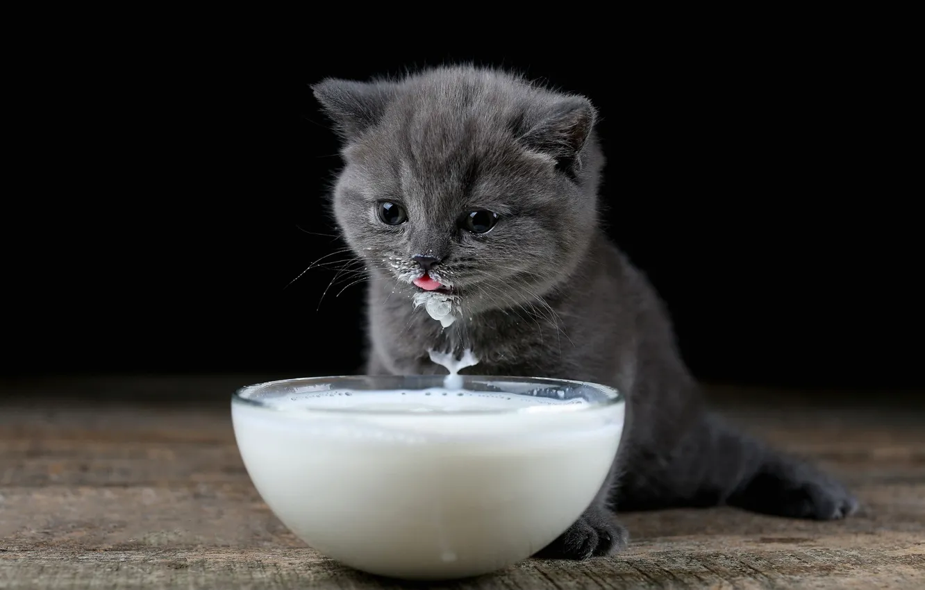 Photo wallpaper language, cat, kitty, Board, milk, bowl, British