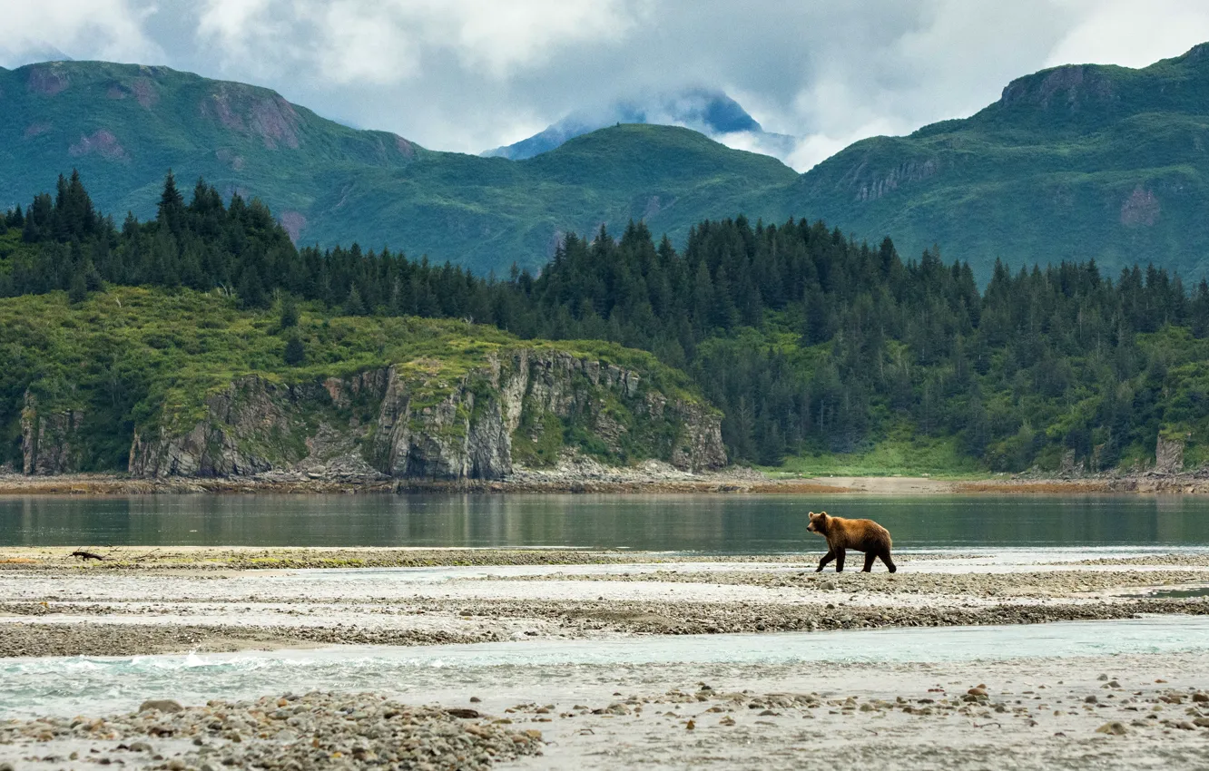 Photo wallpaper forest, mountains, bear, walk