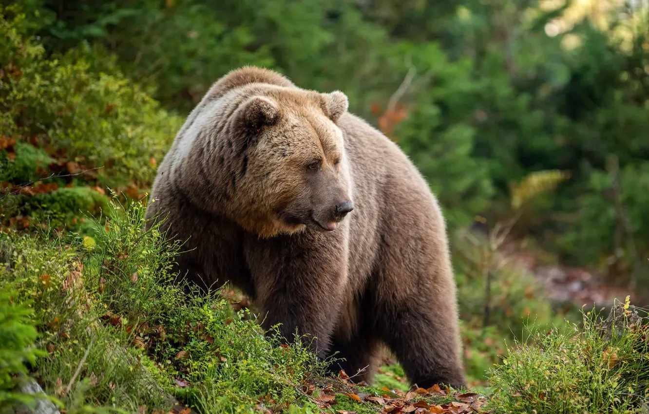 Photo wallpaper grass, nature, slope, bear