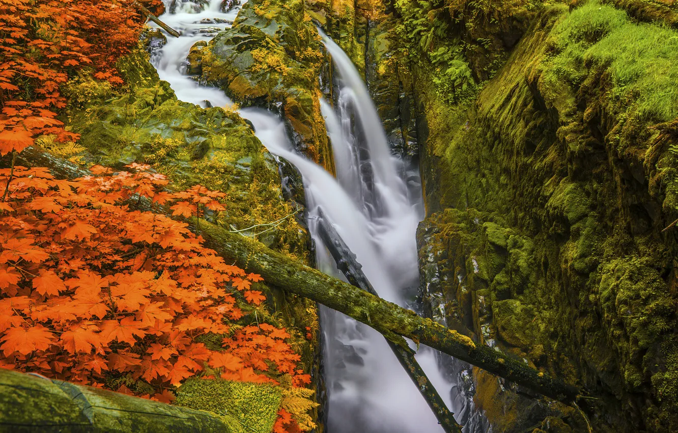 Photo wallpaper autumn, open, rocks, foliage, waterfall, moss, log