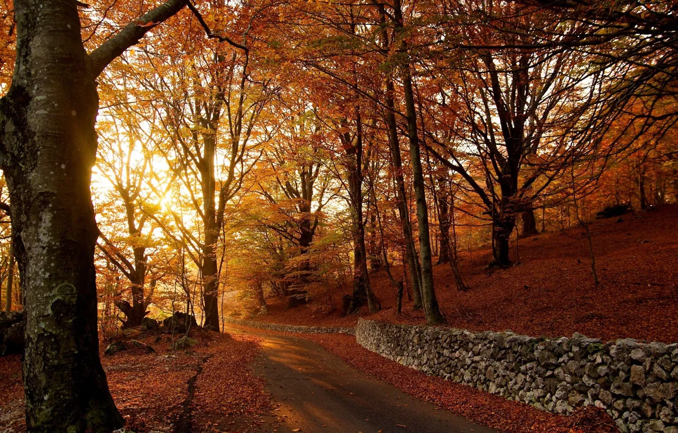 Photo wallpaper falling leaves, autumn trees, asphalt road