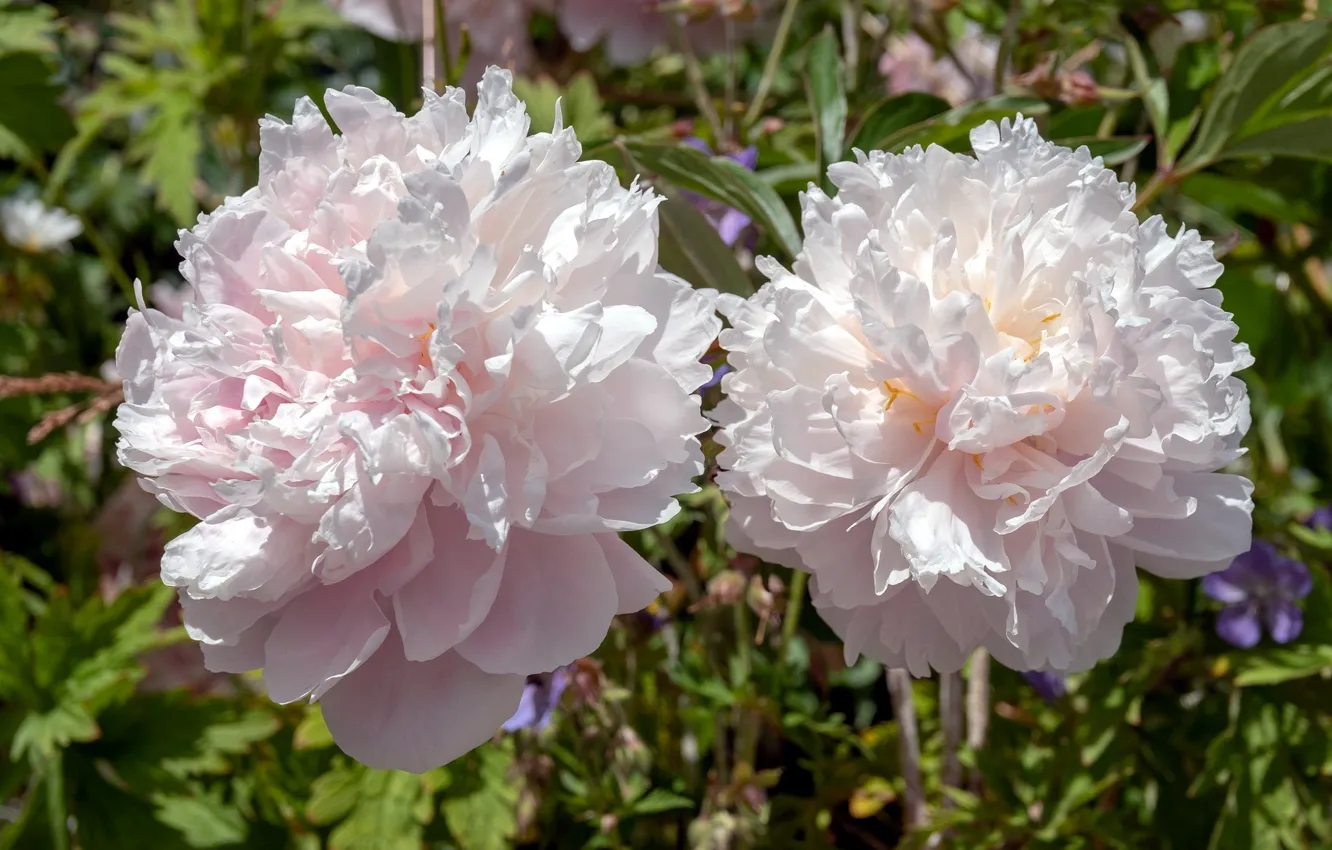 Photo wallpaper pair, pink, peonies