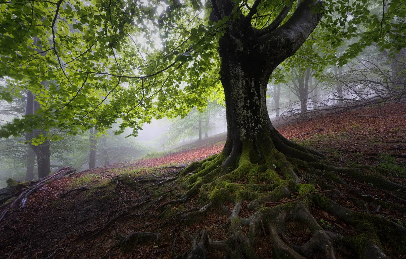 Photo wallpaper forest, branches, nature, foliage, spring, slope, Spain, beech