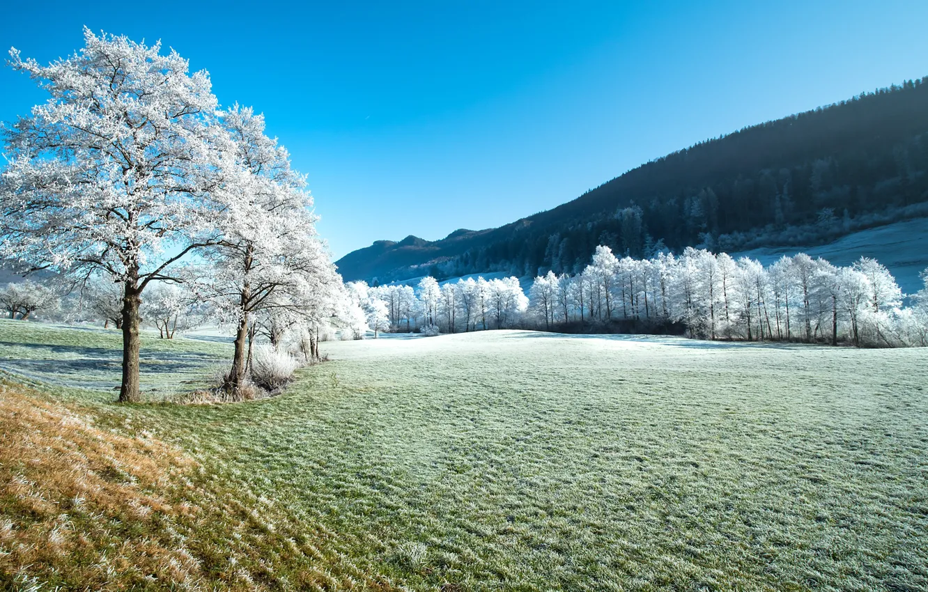 Photo wallpaper frost, forest, trees, landscape, mountains, nature, hills, meadow