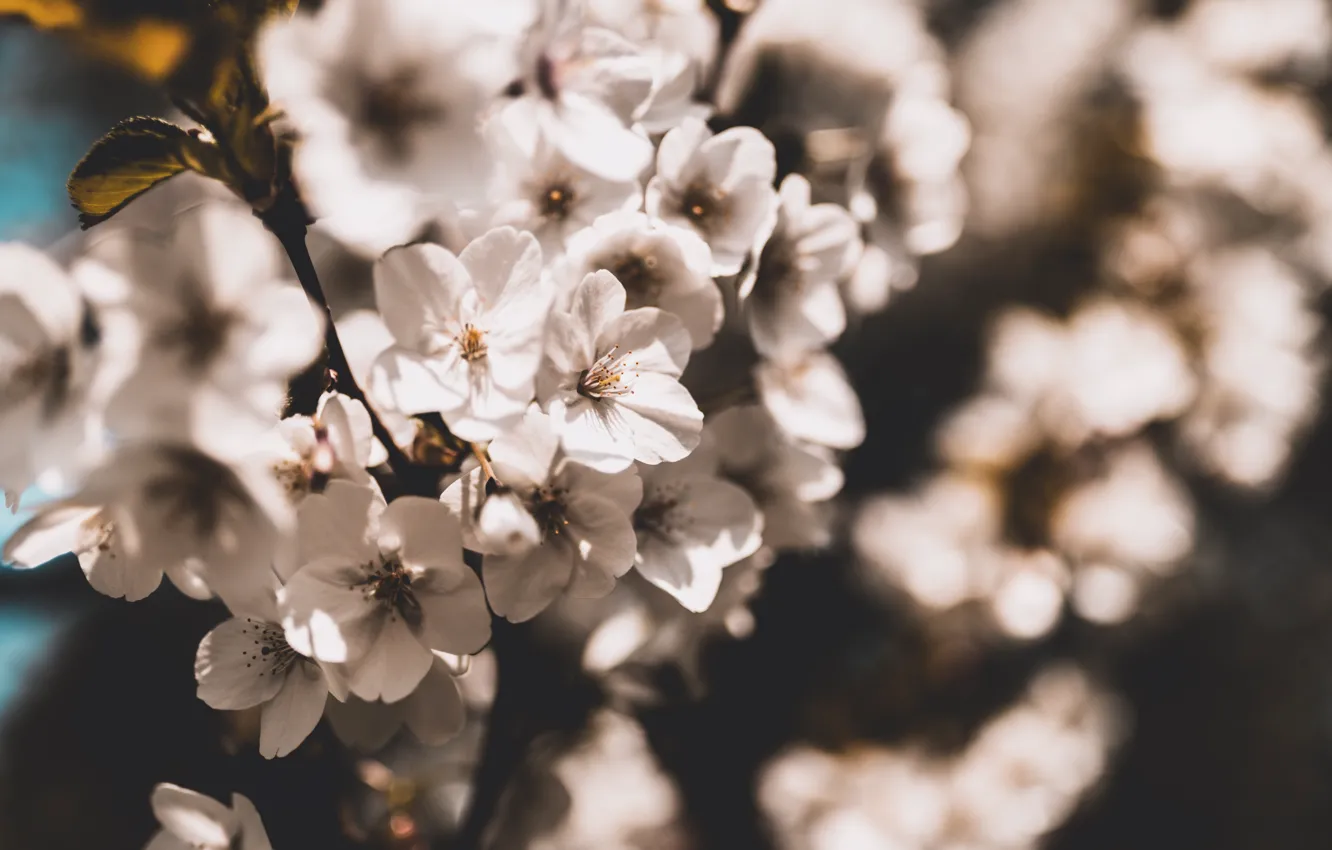 Photo wallpaper light, flowers, cherry, the dark background, blur, branch, spring, Sakura