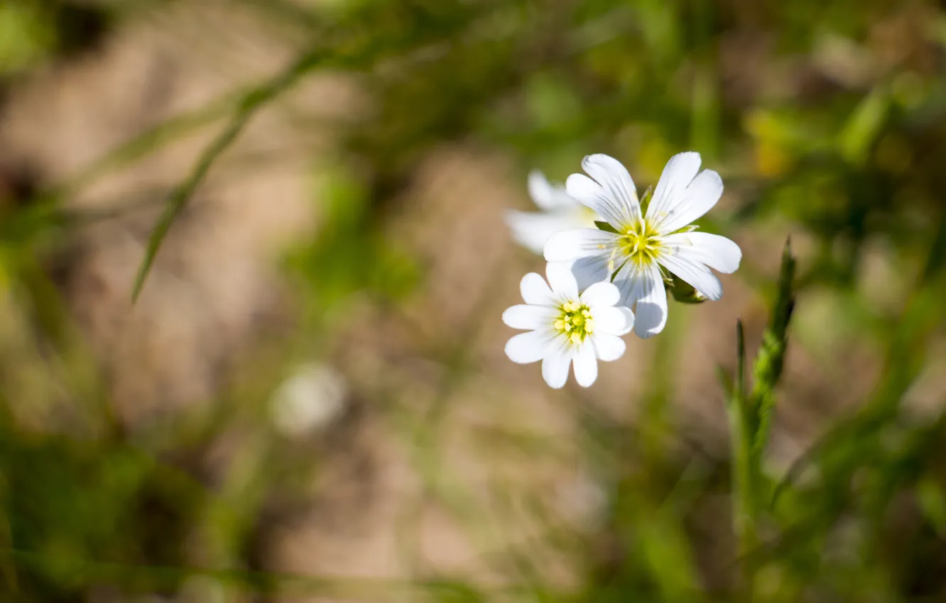 Photo wallpaper summer, wildflowers, green grass