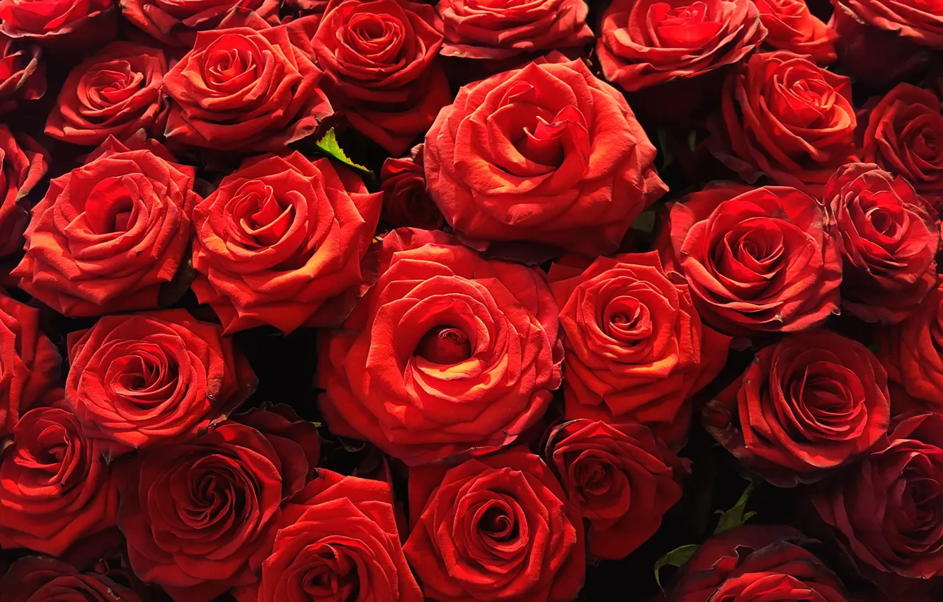 Photo wallpaper flowers, red, bright, roses, petals, buds, al, a lot
