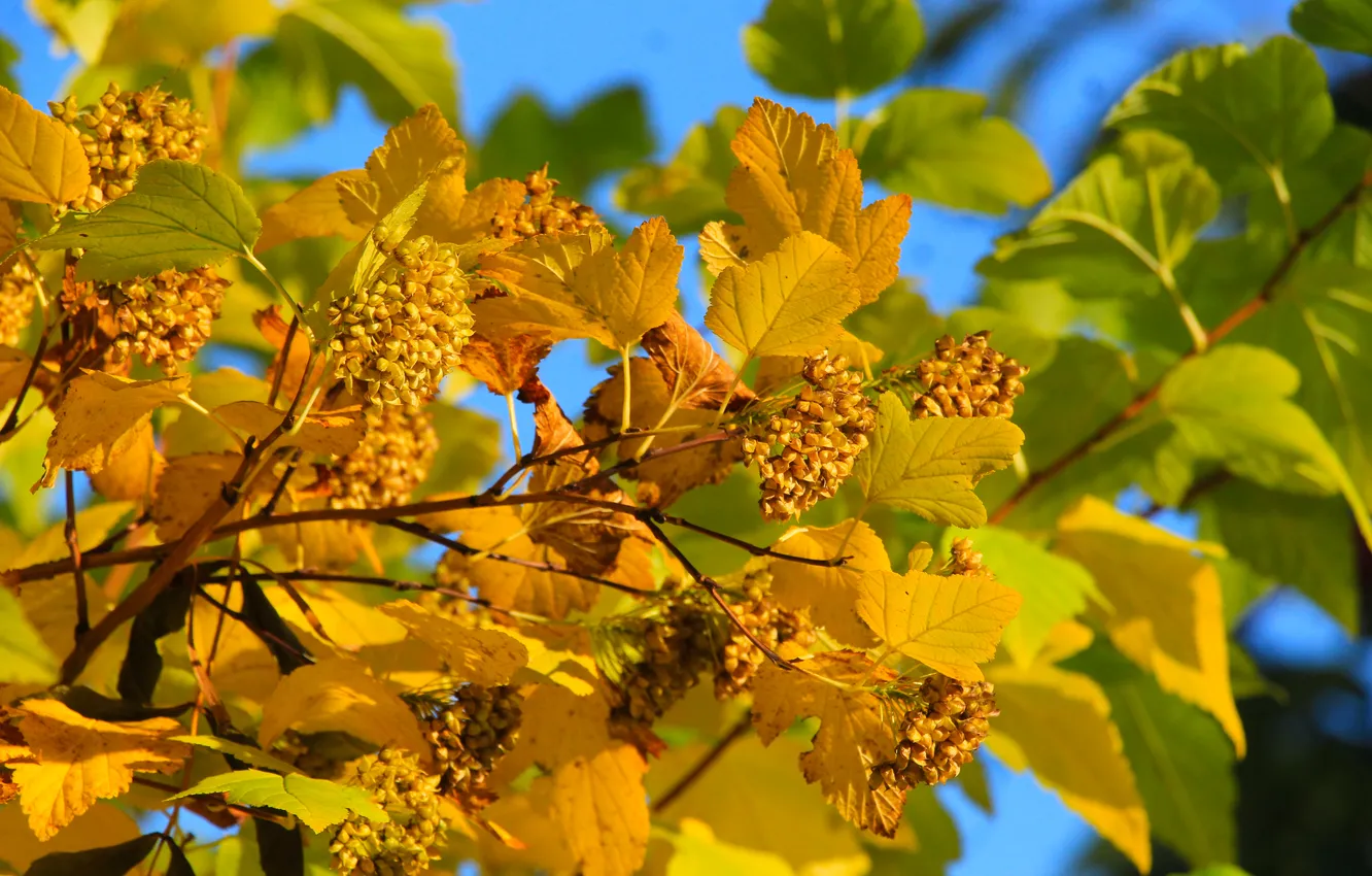 Photo wallpaper yellow, autumn, leafs, fall, twig