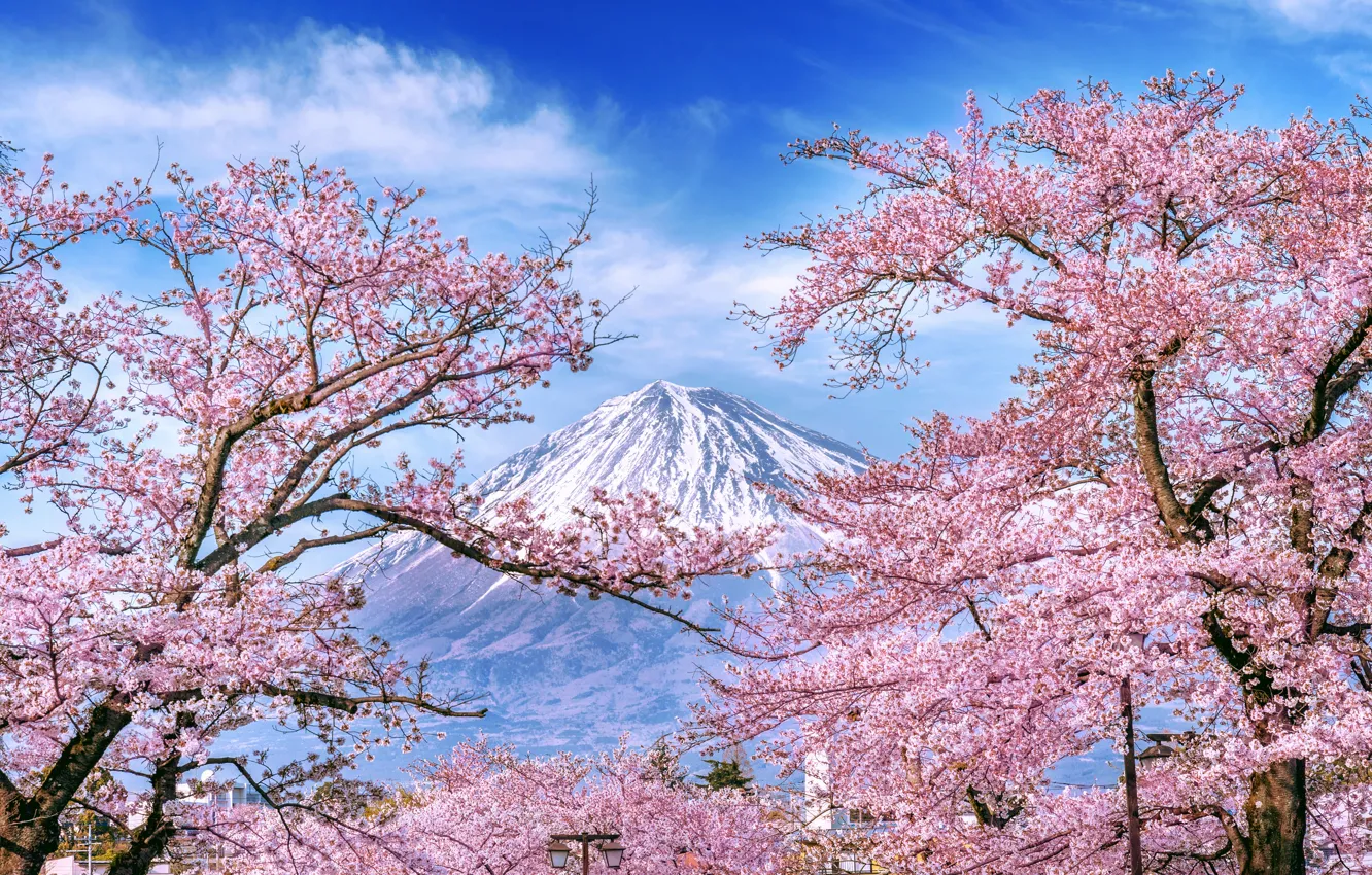Photo wallpaper cherry, spring, Japan, Sakura, Japan, flowering, mount Fuji, landscape
