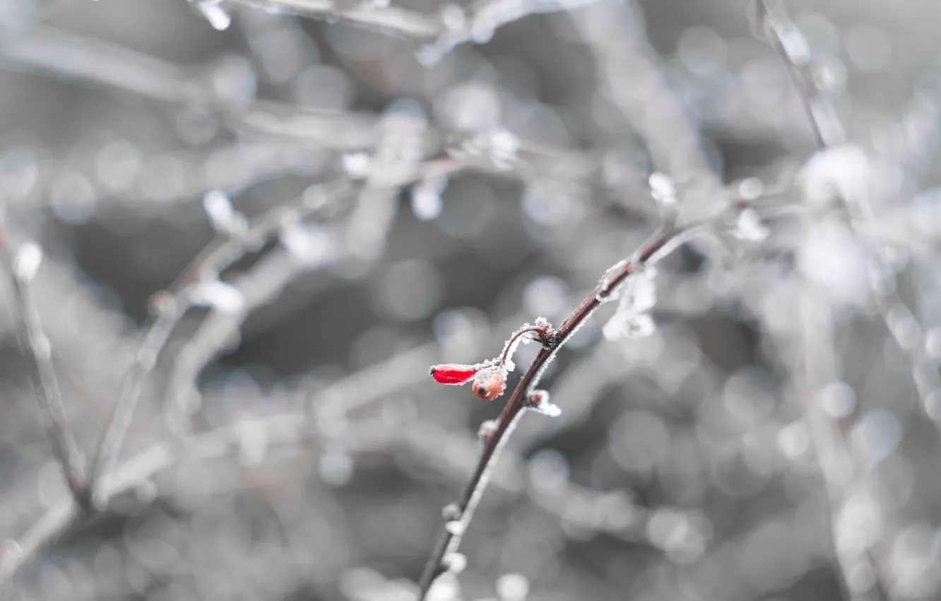 Photo wallpaper cold, winter, frost, white, macro, snow, red, berries