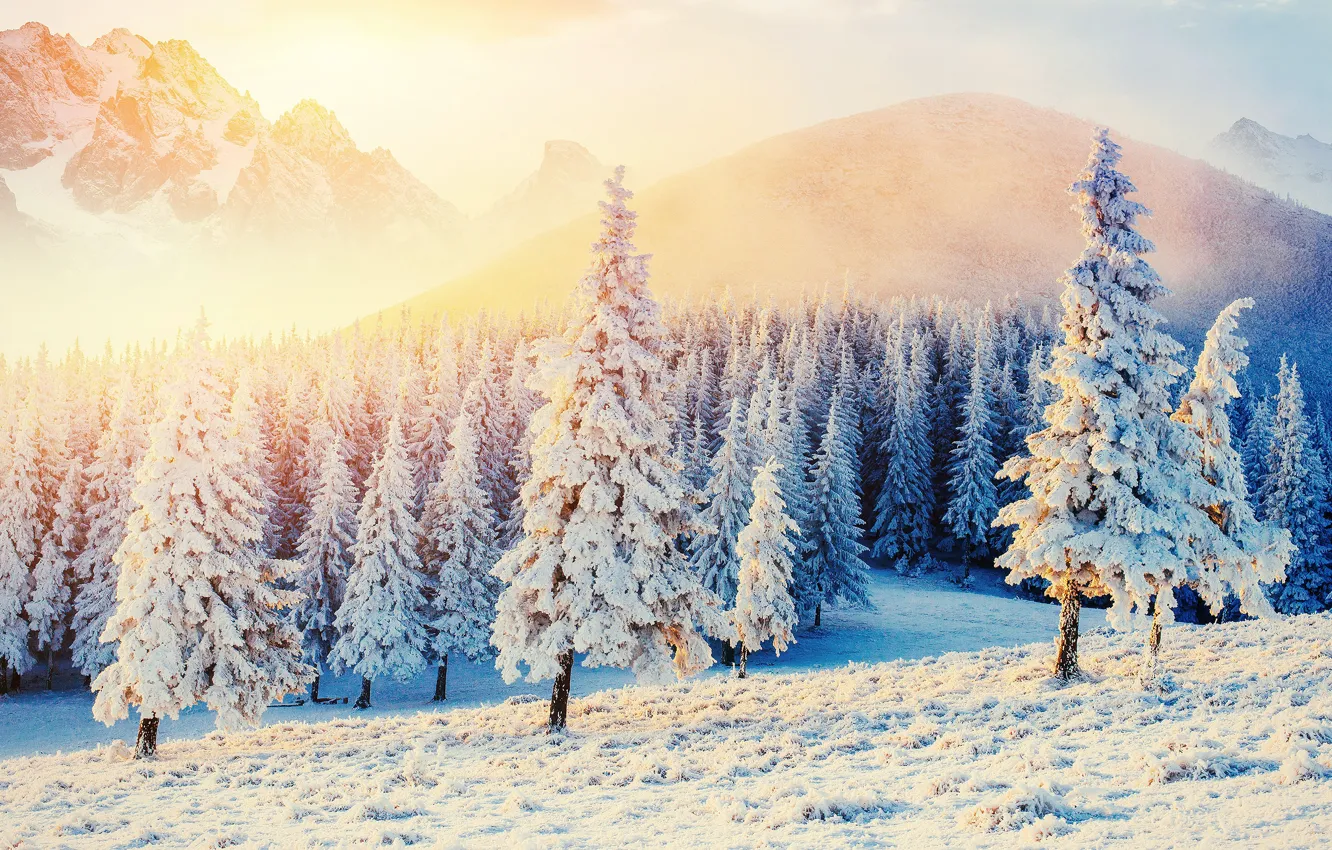 Photo wallpaper winter, frost, forest, the sky, the sun, light, snow, landscape