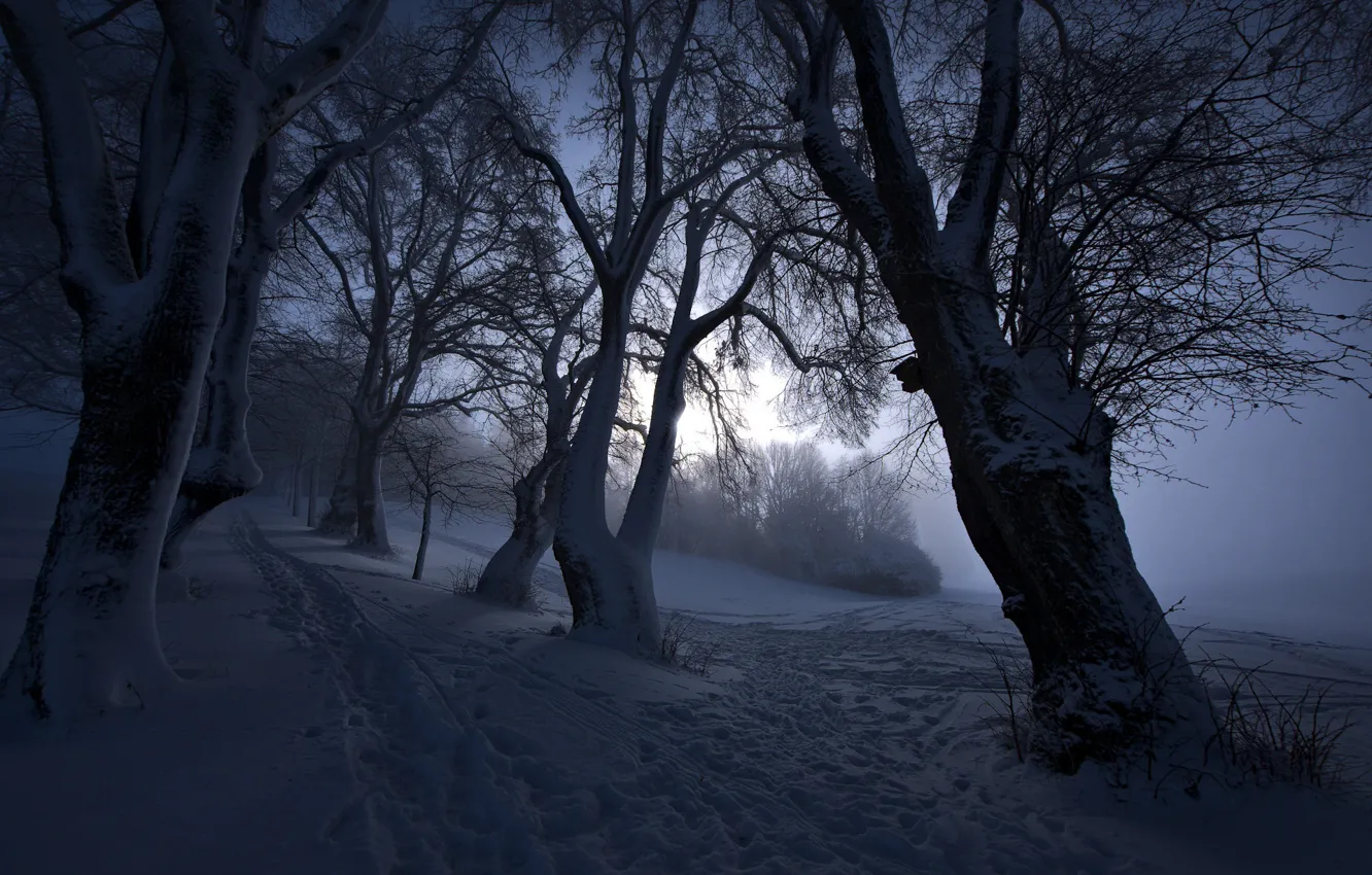Photo wallpaper winter, fog, the evening
