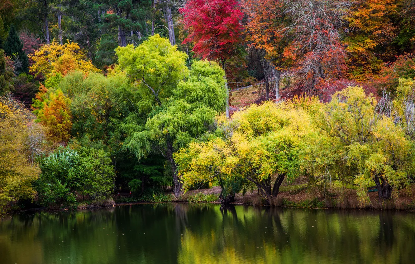 Photo wallpaper autumn, trees, pond, Park, Australia, Mount Lofty Botanic Garden