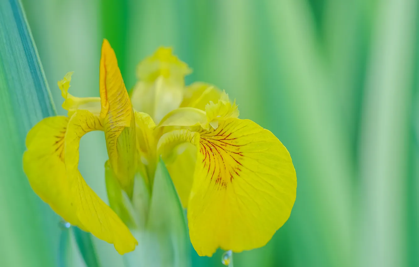 Photo wallpaper macro, petals, iris