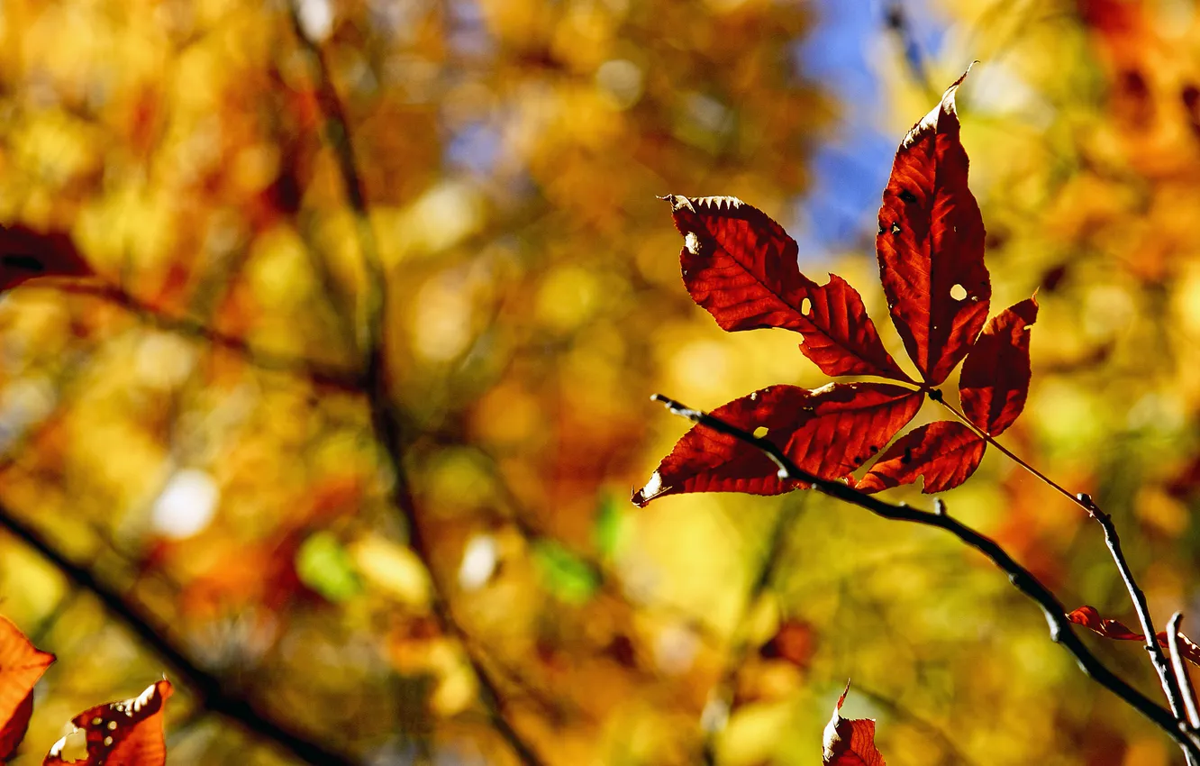 Photo wallpaper autumn, branches, nature, foliage