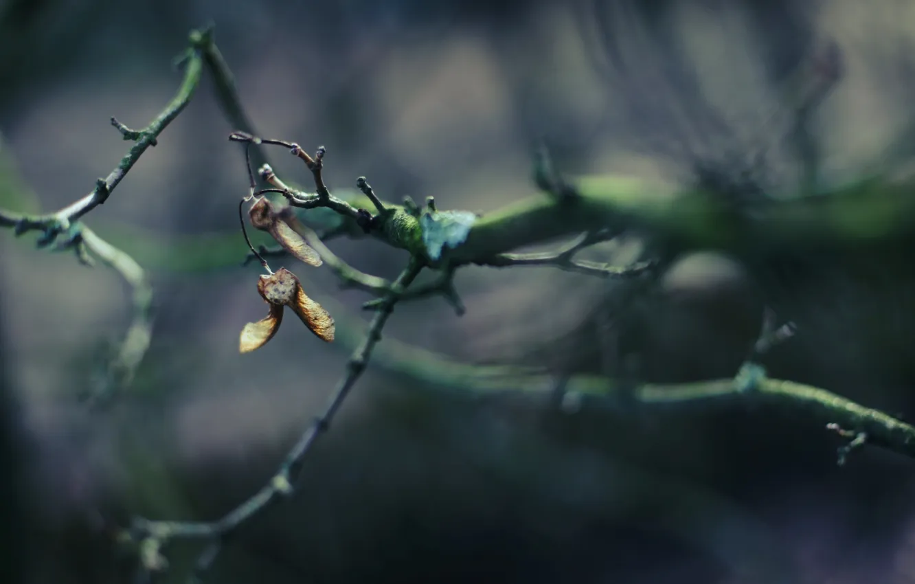 Photo wallpaper forest, branches, nature, photo, background, branch, Wallpaper, the evening