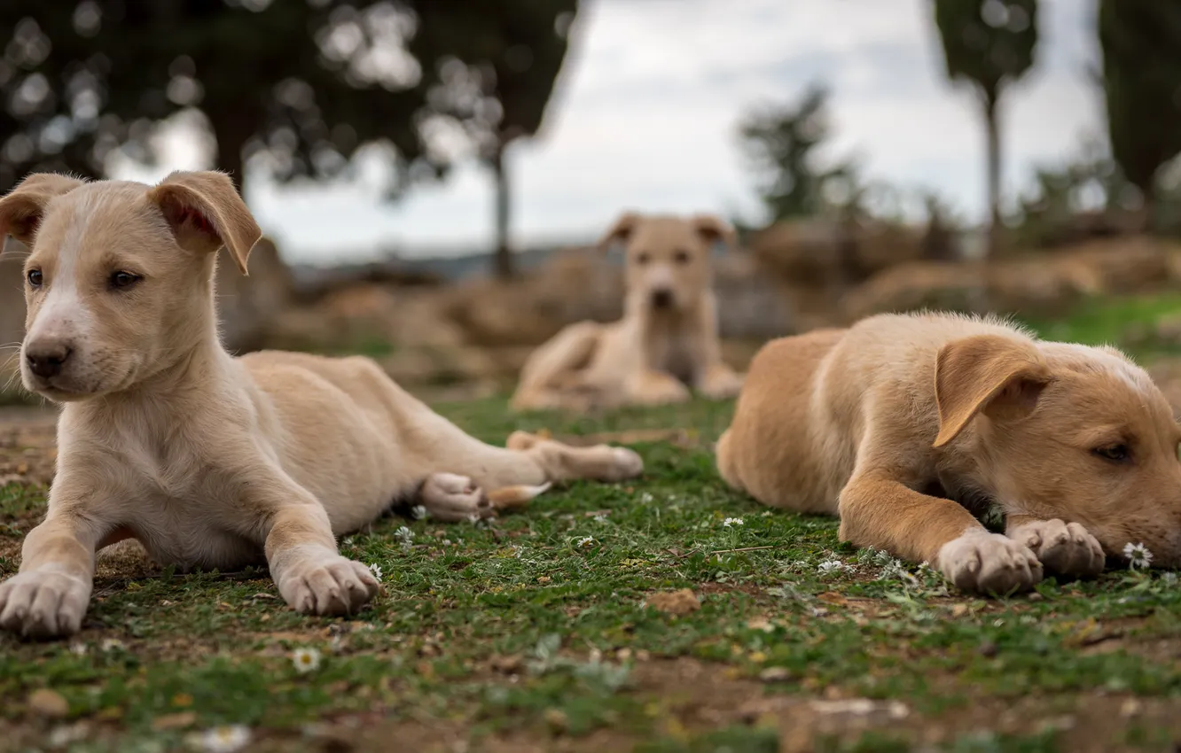 Photo wallpaper background, each, dog