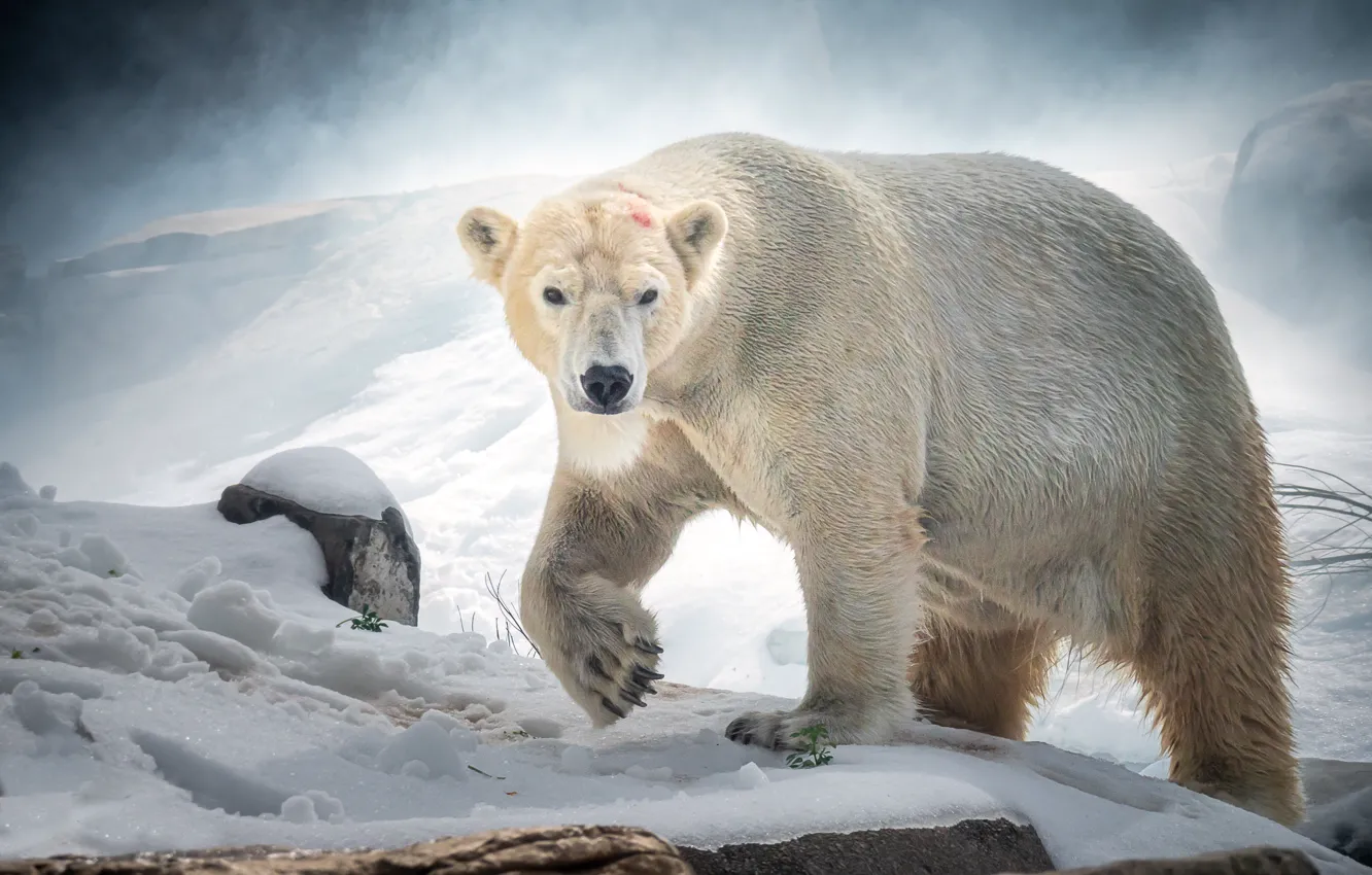 Photo wallpaper snow, predator, polar bear
