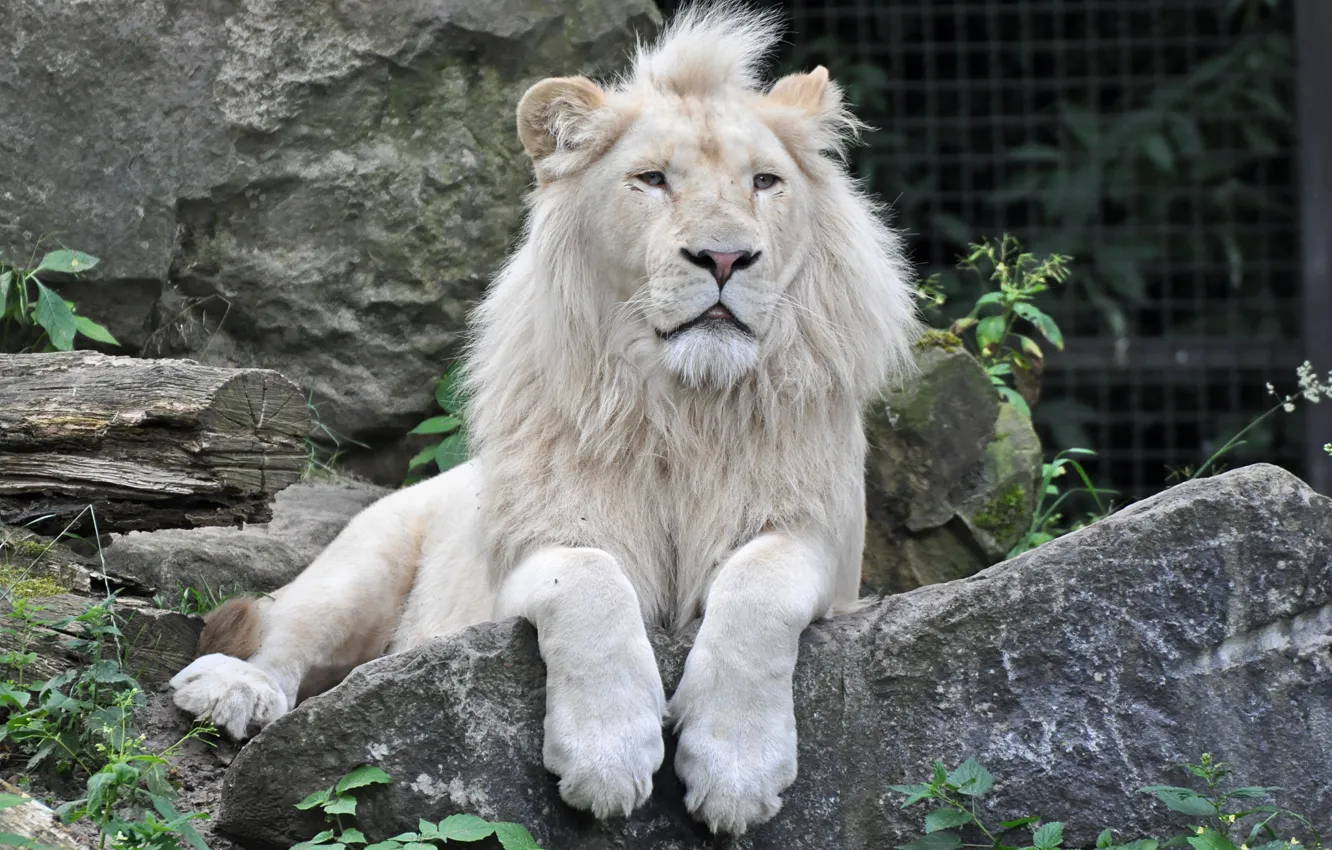Photo wallpaper cat, stone, white lion