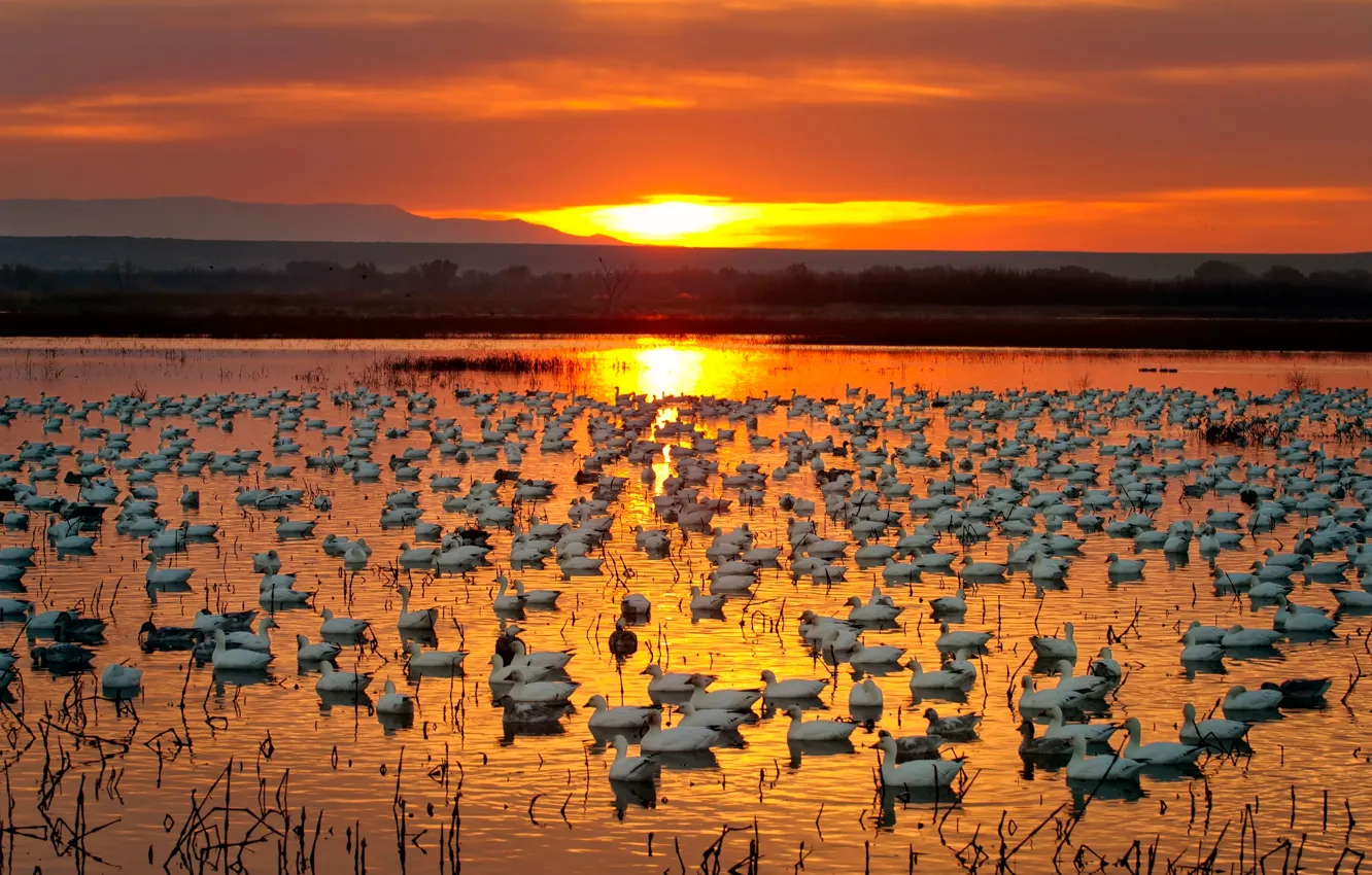 Photo wallpaper sunset, river, geese, Golden Geese