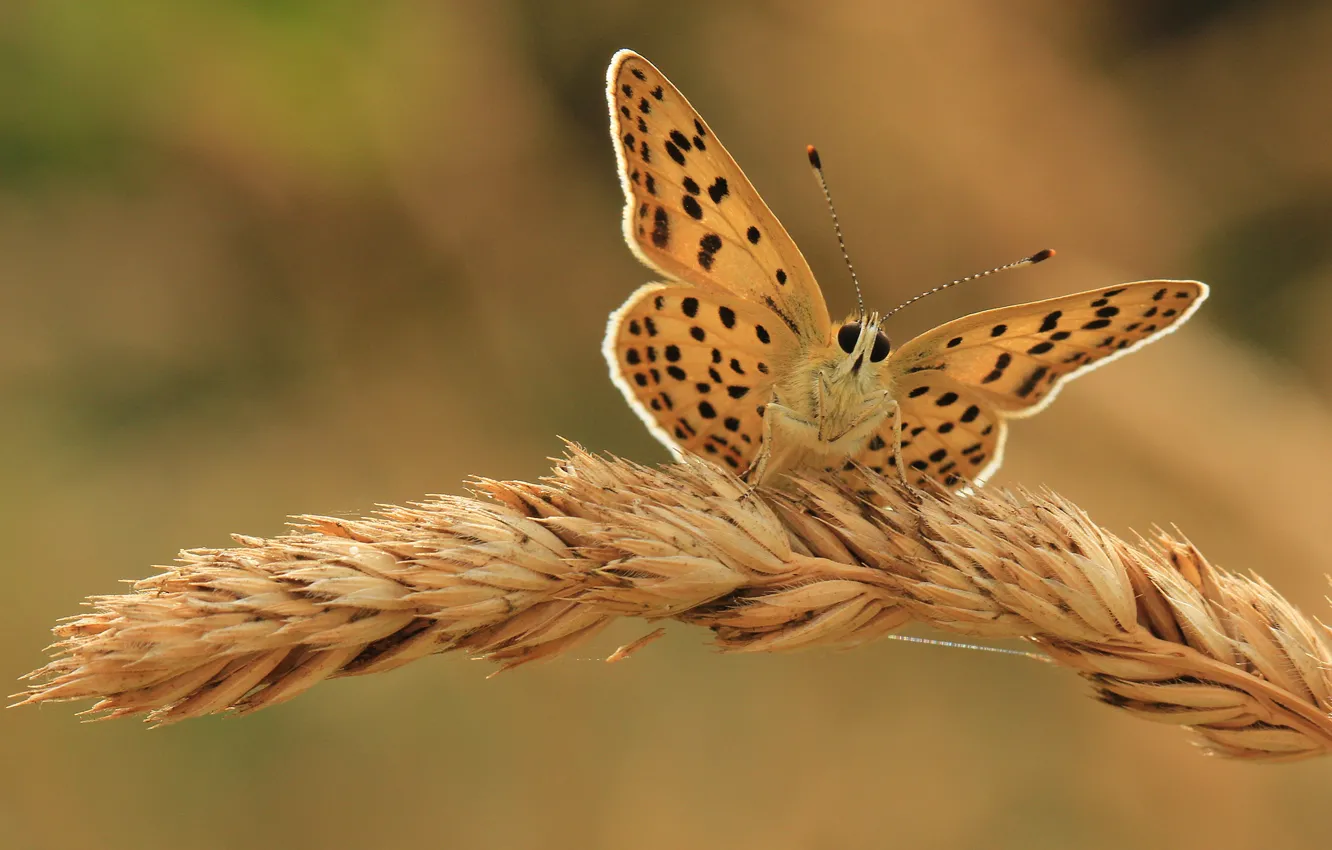 Photo wallpaper background, butterfly, ear