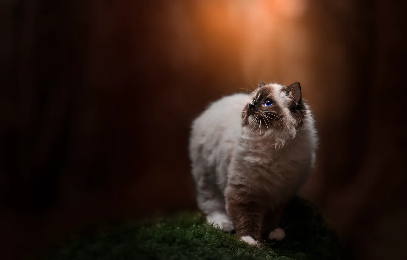 Photo wallpaper cat, cat, light, nature, background, moss, looking up, Ragdoll