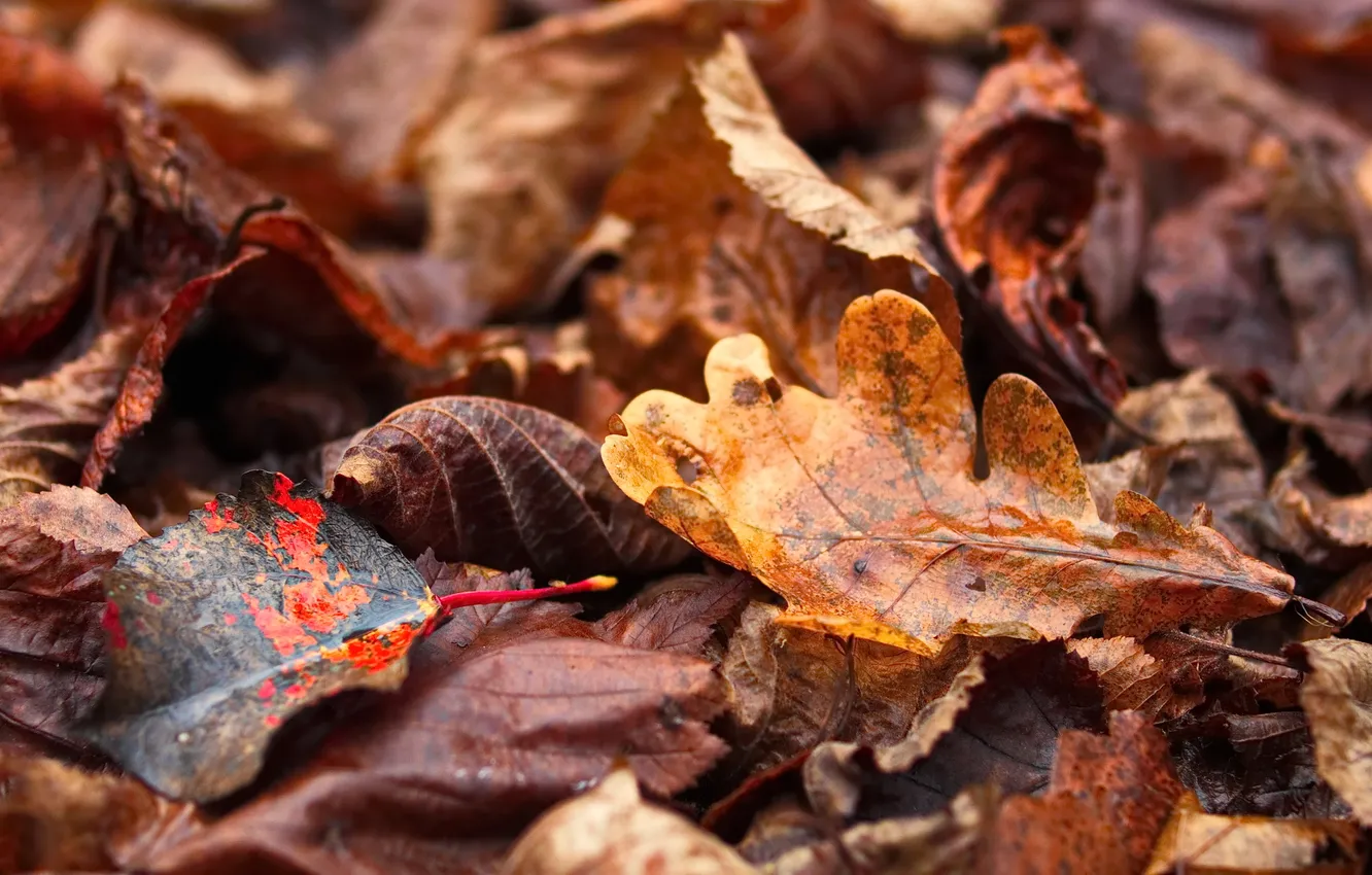 Photo wallpaper sunset, autumn, leaves