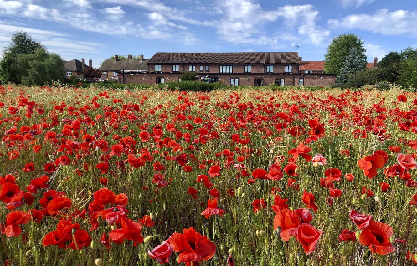 Photo wallpaper flowers, a lot, trees, blue, Maki, meadow, poppy field, summer