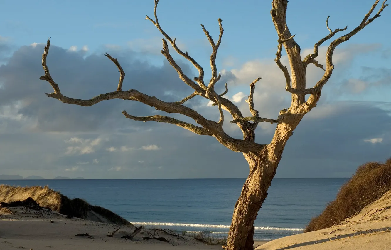 Photo wallpaper sand, trees, New Zealand