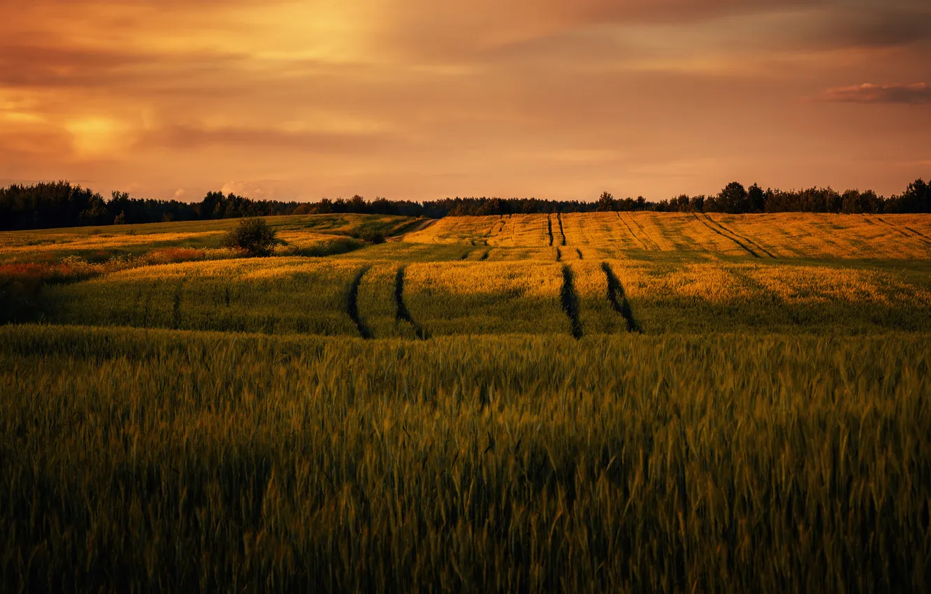 Photo wallpaper field, the sky, beauty, the evening, space, Pavel Tsimashenka