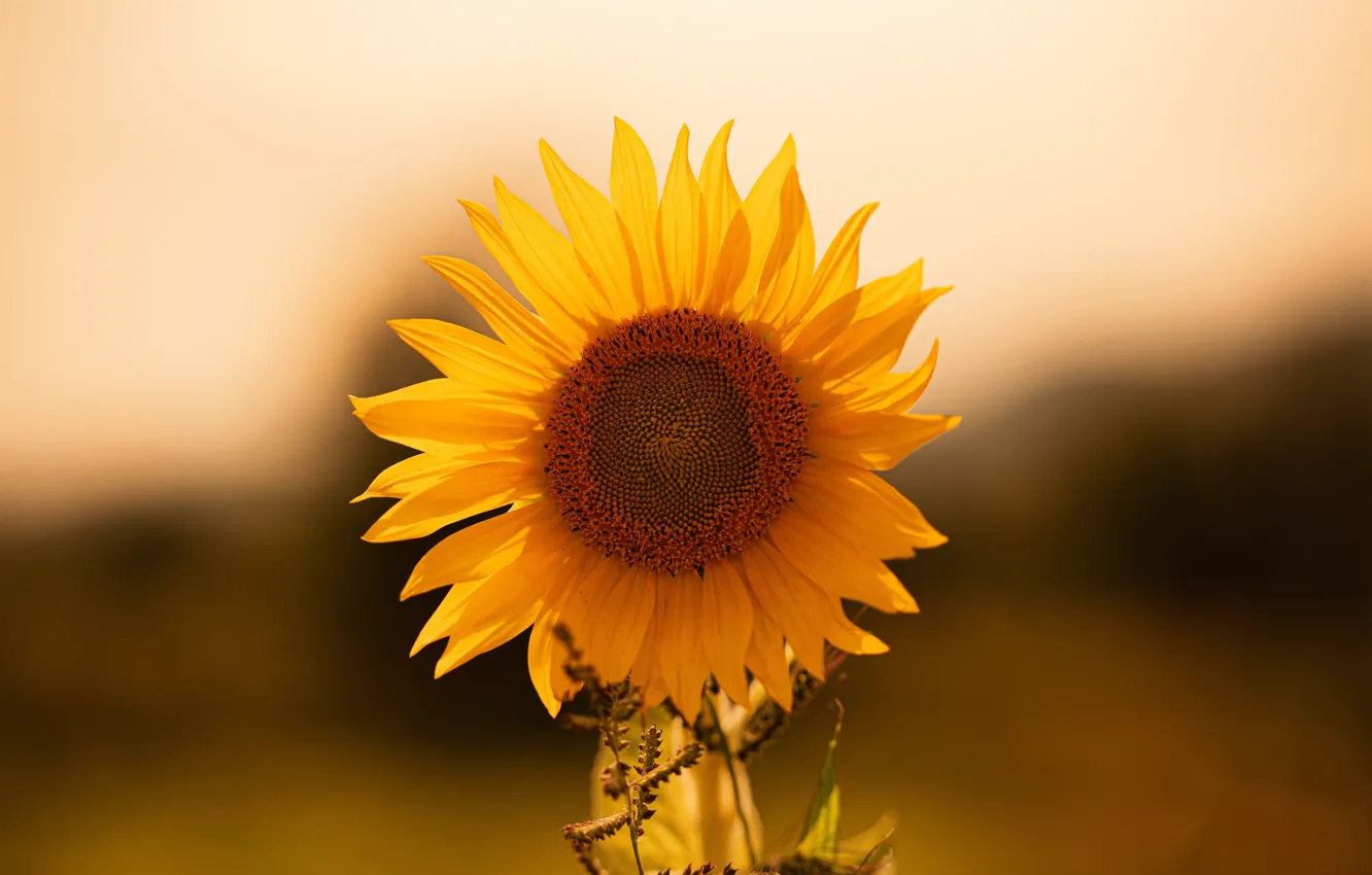 Photo wallpaper the sun, sunflowers, nature