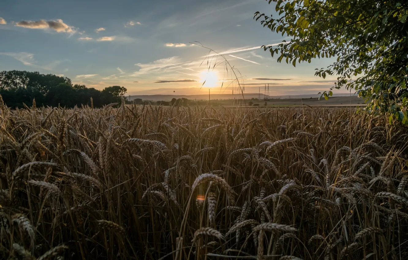 Photo wallpaper wheat, field, nature