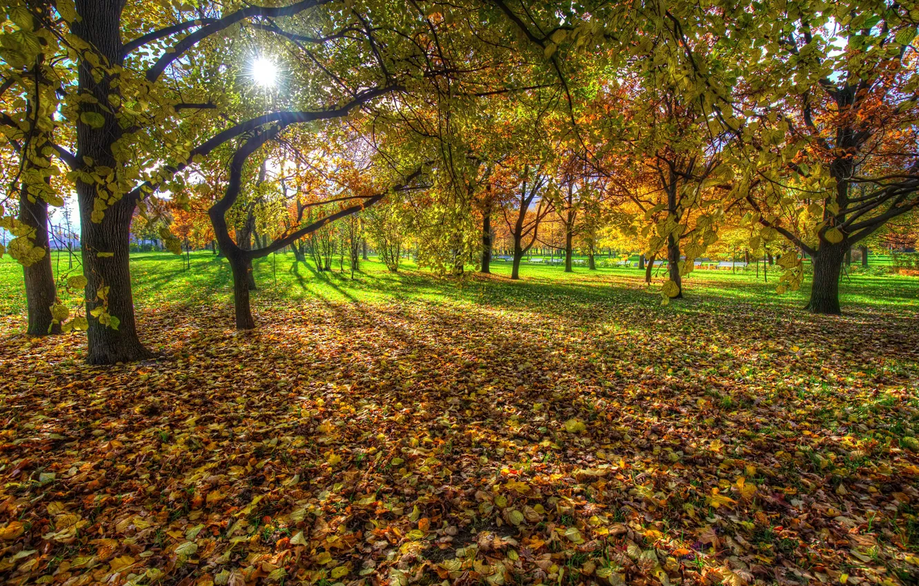 Photo wallpaper autumn, leaves, the sun, trees, branches, Park, foliage, HDR