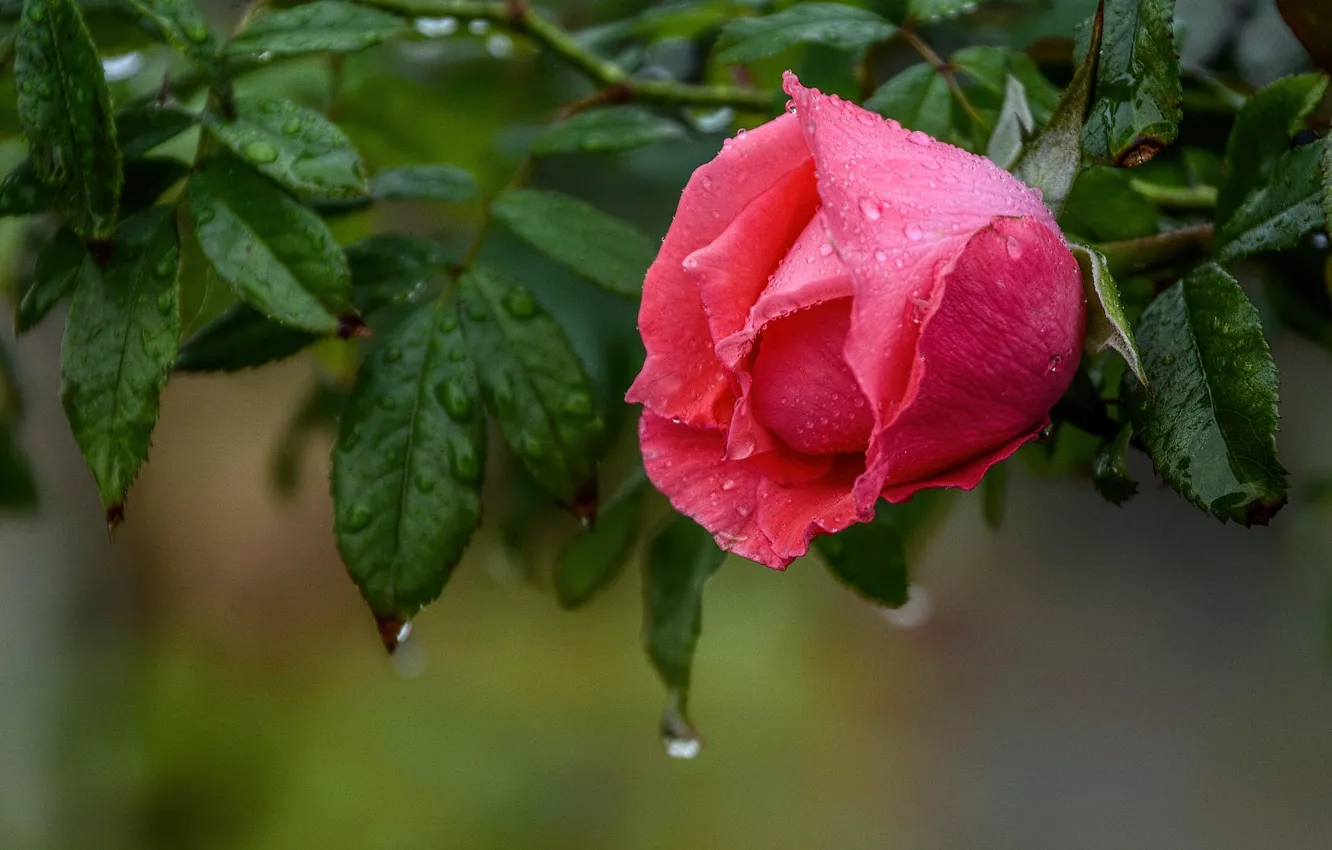 Photo wallpaper leaves, drops, macro, roses, pink, buds