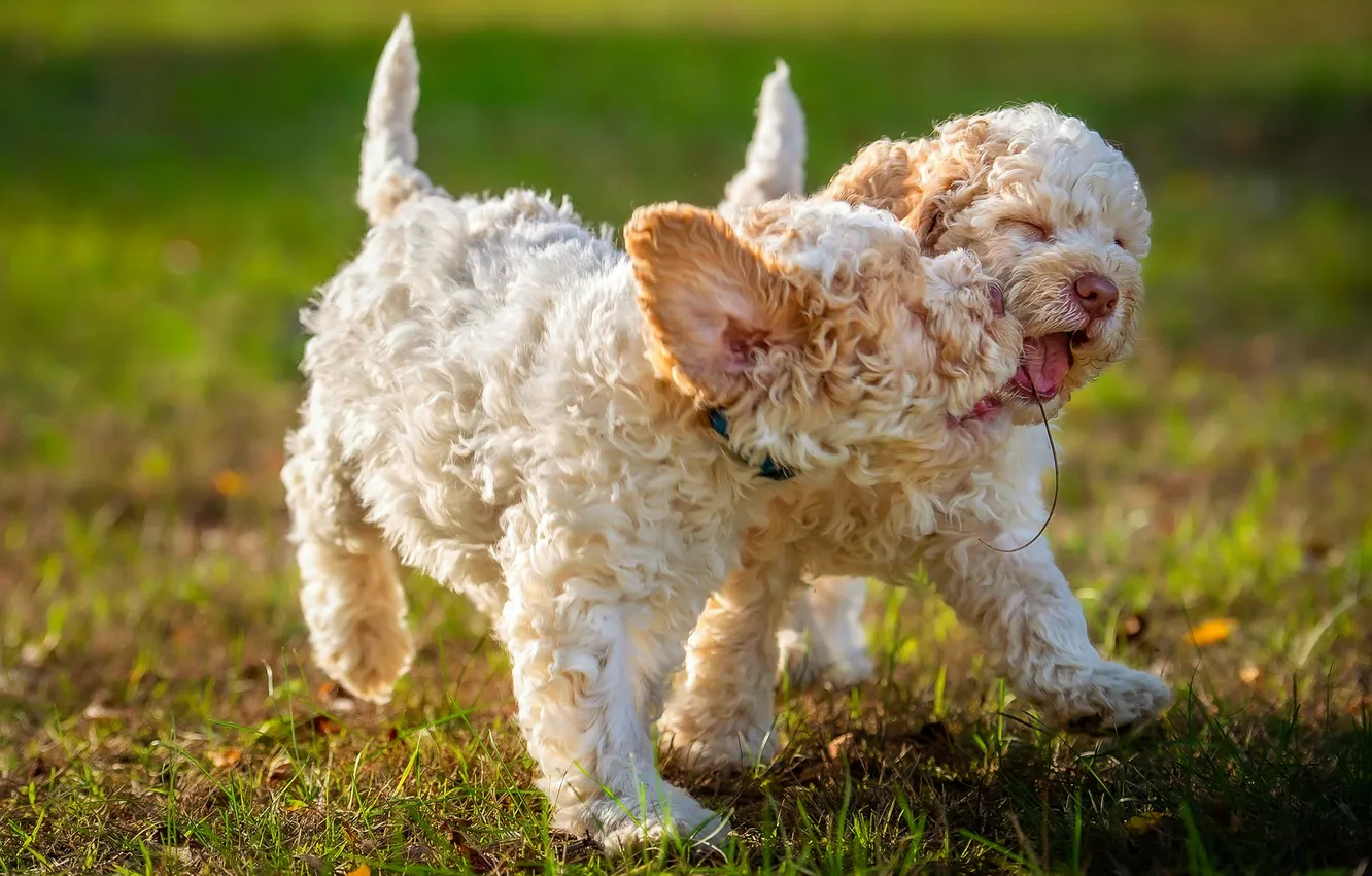 Photo wallpaper joy, dog, puppy